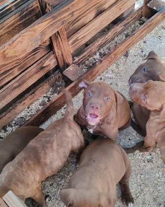Cuccioli di Amstaff