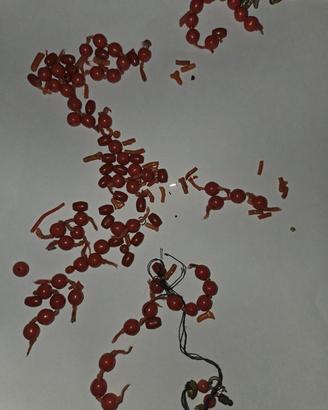  collana di corallo