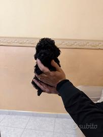 Barboncini Mini Toy black