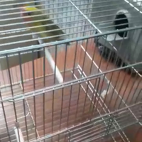 Due coppie di inseparabile