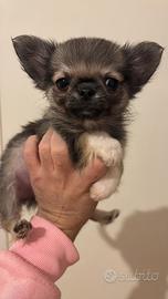 Chihuahua mini