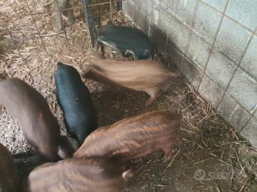 Maiali mangalica puri