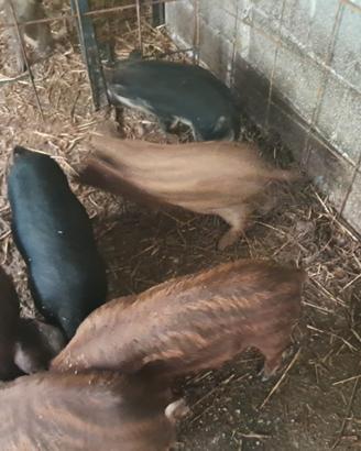 Maiali mangalica puri