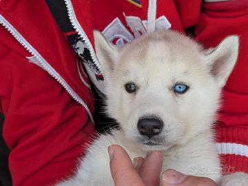 Siberia Husky con pedigree Enci