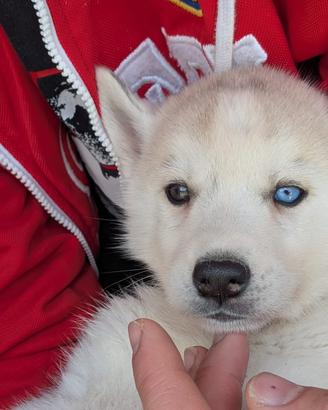Siberia Husky con pedigree Enci