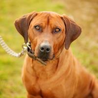 Cuccioli di razza Rhodesian Ridgeback