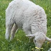 Agnello