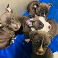 Cuccioli American bully