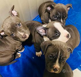 Cuccioli American bully