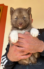 Cuccioli siberian husky