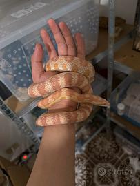 Pantherophis guttatus