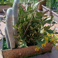 piante grasse cactus
