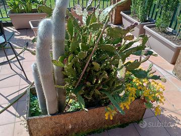 piante grasse cactus
