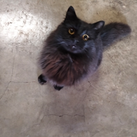 Gatto nero