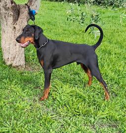 Dobermann per monta