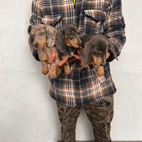 Cuccioli di Bassotto Nano