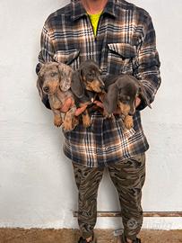 Cuccioli di Bassotto Nano