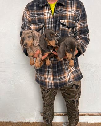 Cuccioli di Bassotto Nano