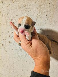 Welsh corgi Pembroke