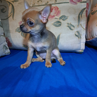 Cucciolo di chihuahua blutan