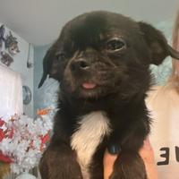 Cuccioli di Chihuahua mini