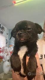 Cuccioli di Chihuahua mini