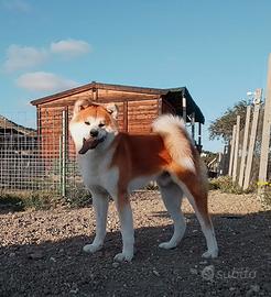 Akita inu maschio per monta