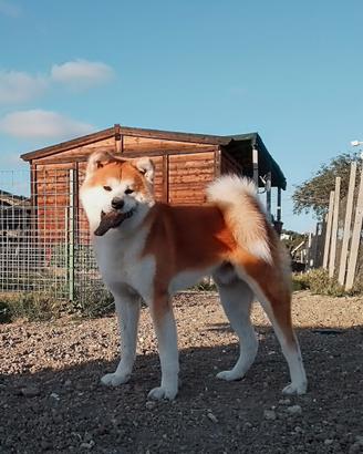Akita inu maschio per monta