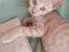 Immagine 6