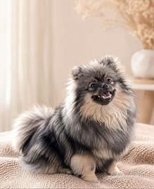 Volpino di pomerania 7 mesi
