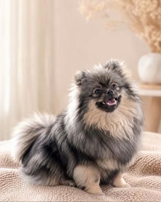Volpino di pomerania 7 mesi