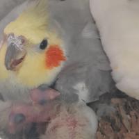 Pulli calopsite da imbecco