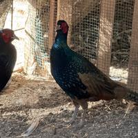 Galli,anatre,fagiani