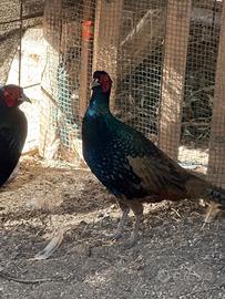 Galli,anatre,fagiani