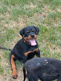 Cuccoli di rottweiler