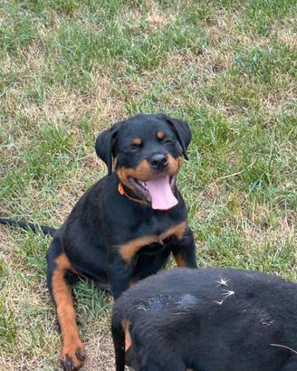 Cuccoli di rottweiler