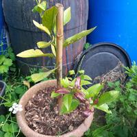 pianta di limone innestata