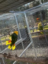 Amazone oratrix magna coppia pronta