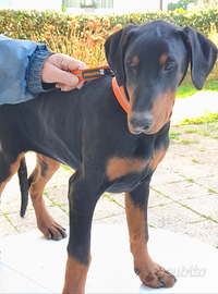 Cucciolone di Dobermann