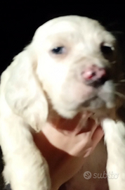 Setter orio rapace borg