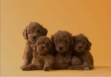 Cuccioli di Barboncino toy