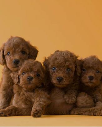 Cuccioli di Barboncino toy