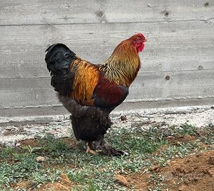 Gallo brahama