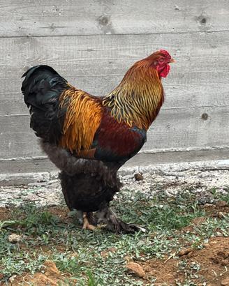 Gallo brahama