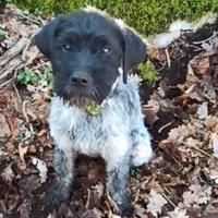 Lagotto Pointer Maschio