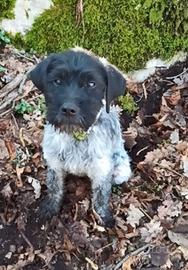 Lagotto Pointer Maschio