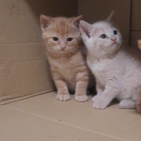 Gattini 2 mesi coppia