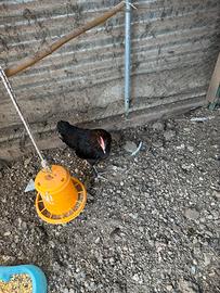 Galline