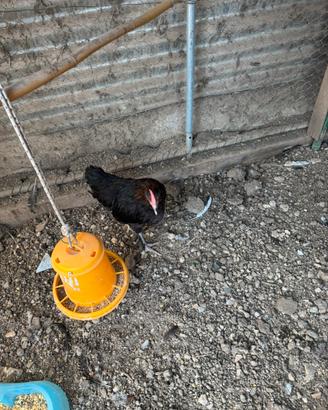 Galline