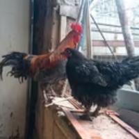 Gallo o coppia Marans